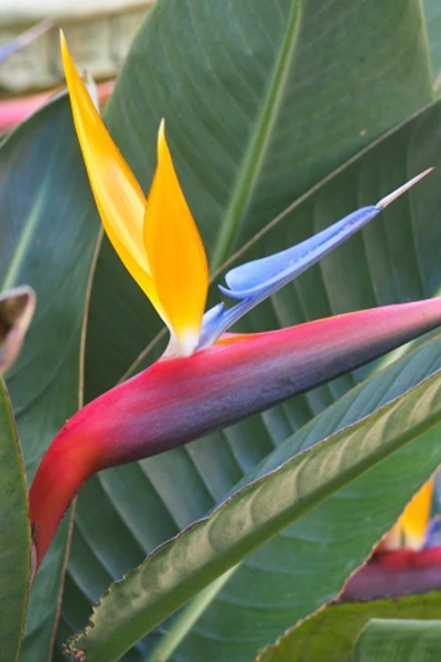 Bird of Paradise 6”