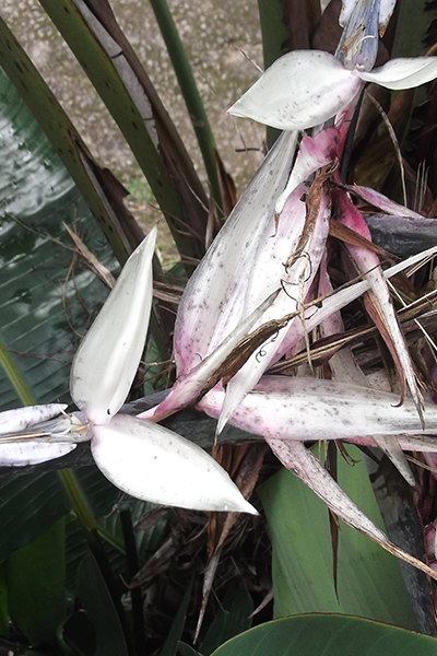 Bird of Paradise White 12”