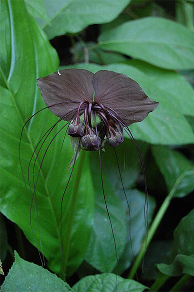 Black Bat Flower 4”