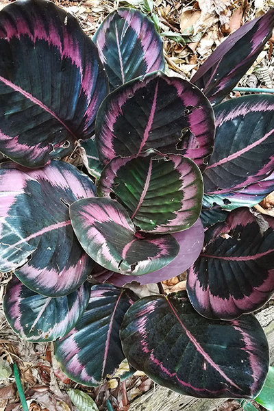 Black Prayer Plant 4”