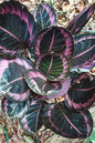 Black Prayer Plant 4”
