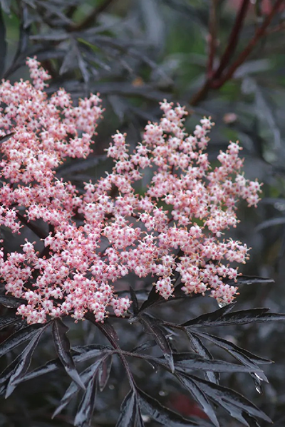 Black Lace Elderberry 2G