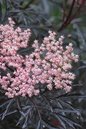 Black Lace Elderberry 2G