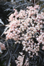 Black Tower Elderberry 2G