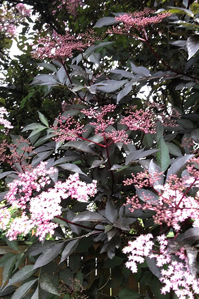Black Tower Elderberry 5G