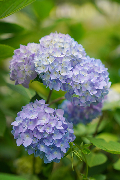 BloomStruck Hydrangea 5G