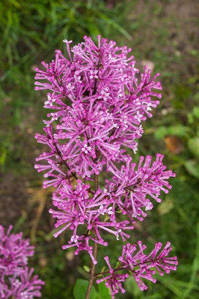 Bloomerang® Dwarf Lilac 2G