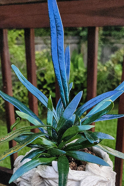 Blue Oil Fern 4”