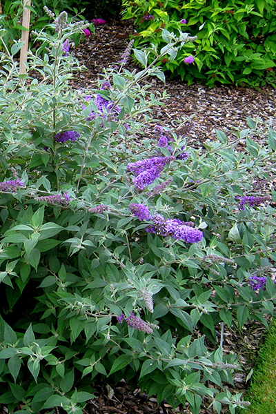 Blue Chip Jr Butterfly Bush 2G
