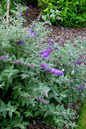 Blue Chip Jr Butterfly Bush 2G
