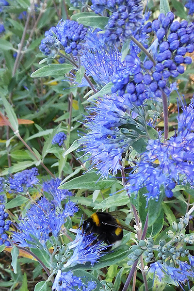Blue Mist Bluebeard 1G