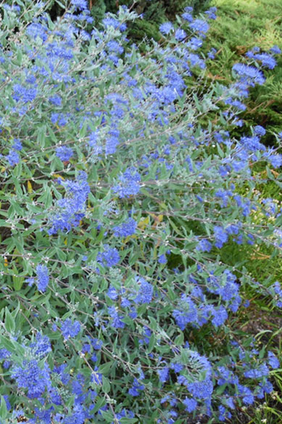 Blue Mist Bluebeard 5G