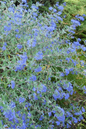 Blue Mist Bluebeard 5G