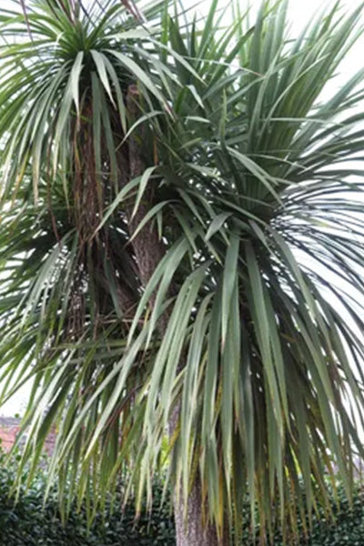 Blue Palm Dracaena 1G