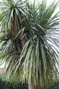 Blue Palm Dracaena 1G