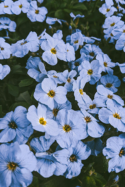 Blue Sky Aubrieta 4”