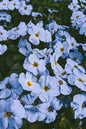 Blue Sky Aubrieta 4”