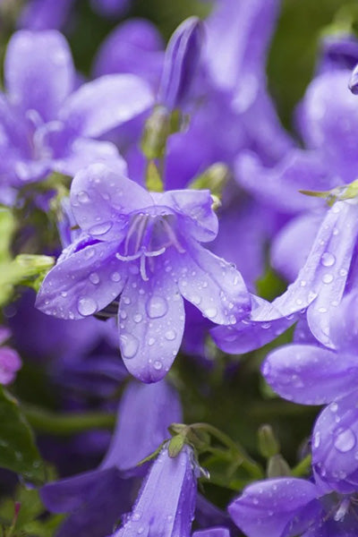 Blue Water Campanula 1G