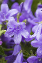 Blue Water Campanula 1G