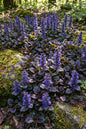 Blueberry Muffin® Ajuga 1G