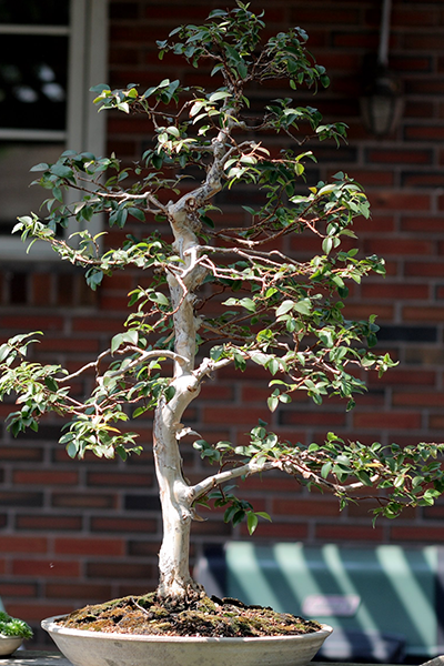 Bonsai Jaboticaba 8”