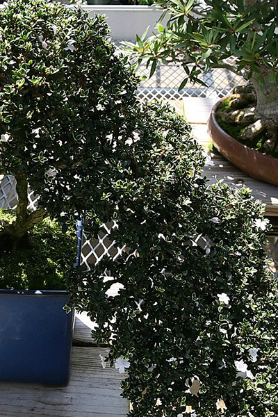 Bonsai Serissa Variegated 4”