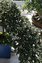 Bonsai Serissa Variegated 4”