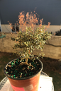 Bonsai Bahama Berry 6”