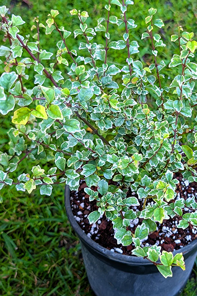 Bonsai Parrot’s Beak Variegated 6”