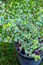 Bonsai Parrot’s Beak Variegated 6”