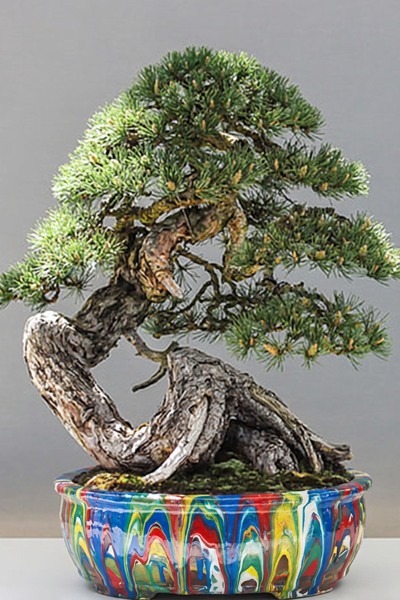 Bonsai in an 8" Drip Paint Pot