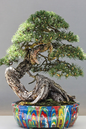 Bonsai in an 8" Drip Paint Pot