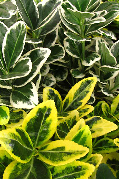 Boxleaf Silver Prince Euonymus 1G