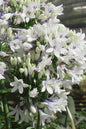 Bridal Veil Agapanthus 1G