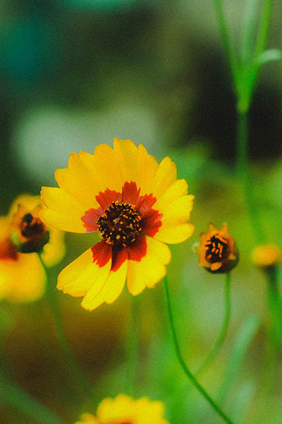 Bright Touch Coreopsis 1G