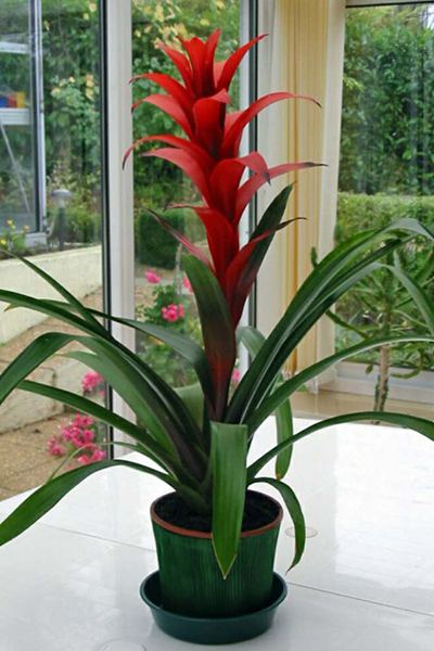Bromeliad Guzmania 4"