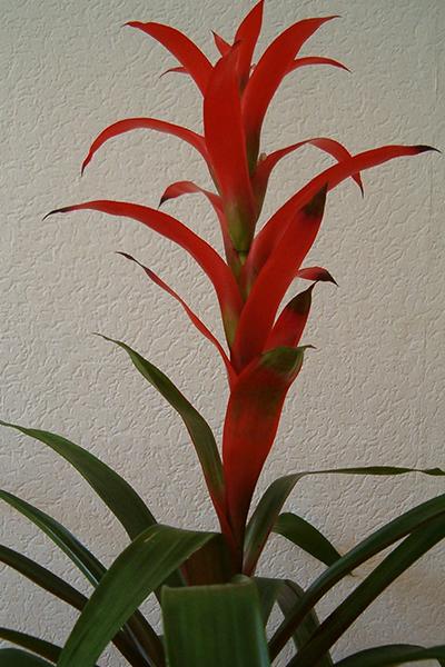 Bromeliad Neoregelia 6"