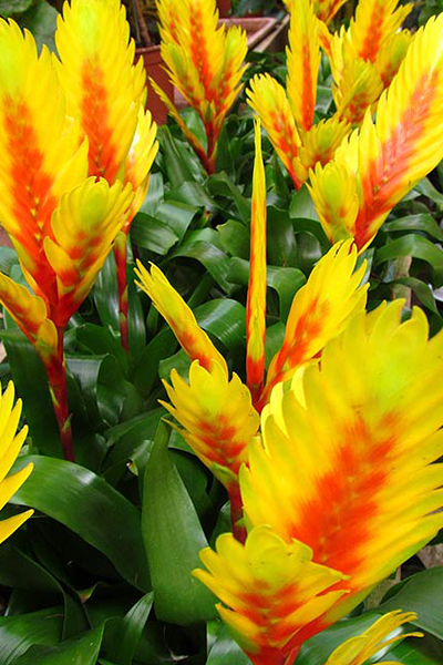 Bromeliad Vriesea 4"