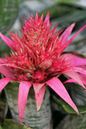 Bromeliads Silver Vase 6”