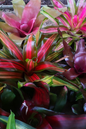 Bromeliads 4” Assorted