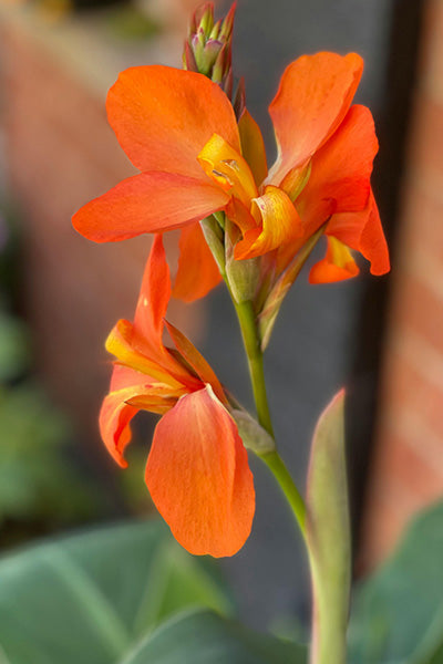 Bronze Orange Canna Lily 1G