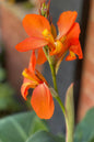 Bronze Orange Canna Lily 1G