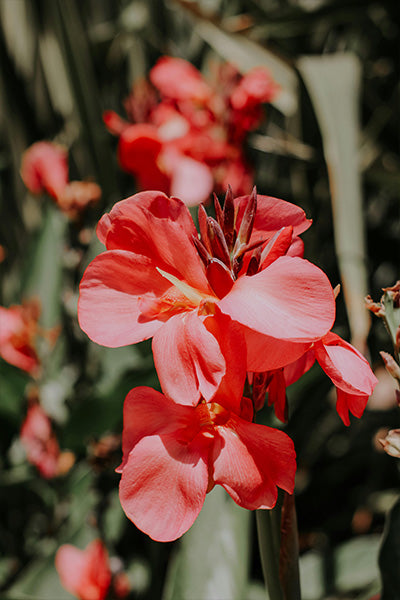 Bronze Scarlet Canna Lily 1G