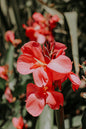Bronze Scarlet Canna Lily 1G