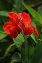 Bronze Scarlet Canna Lily 2G