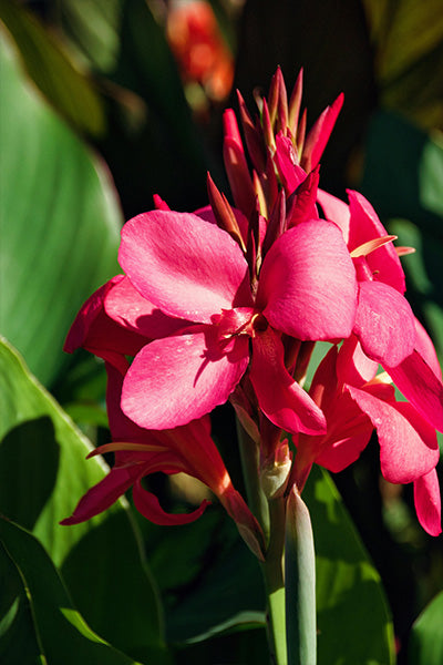 Bronze Scarlet Canna Lily 3G