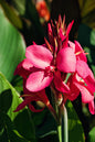 Bronze Scarlet Canna Lily 3G
