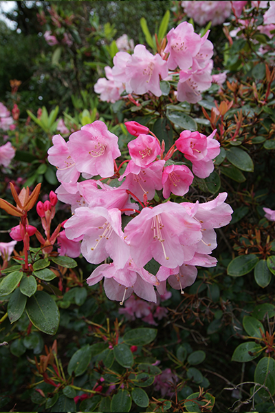 Bubblegum Rhododendron 2G