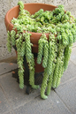 Burro’s Tail 4”