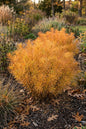 Butterscotch Amsonia 1G